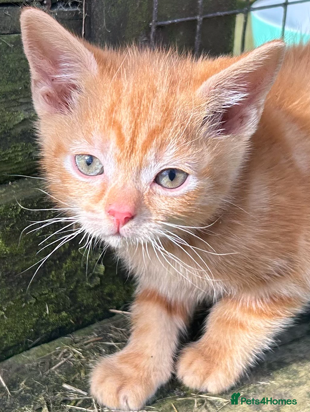 Mixed Breed cats for sale: Pure Ginger GIRLS - Image 10