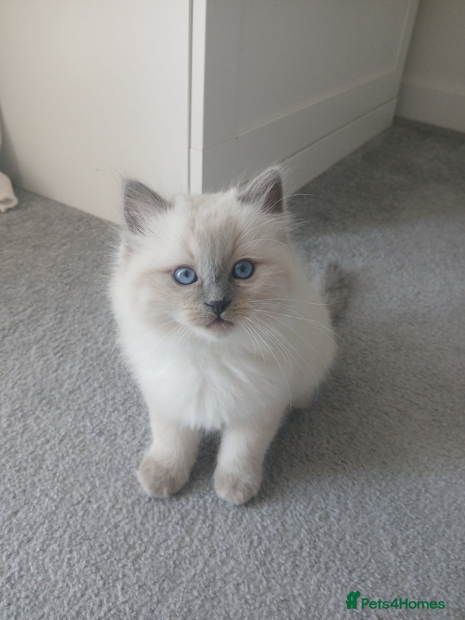 Ragdoll cats Adorable chubby ragdoll kittens for sale - Advert 2