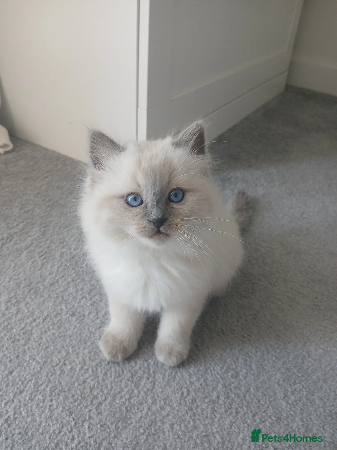 Ragdoll cats for sale: Adorable chubby ragdoll kittens for sale - Advert 2