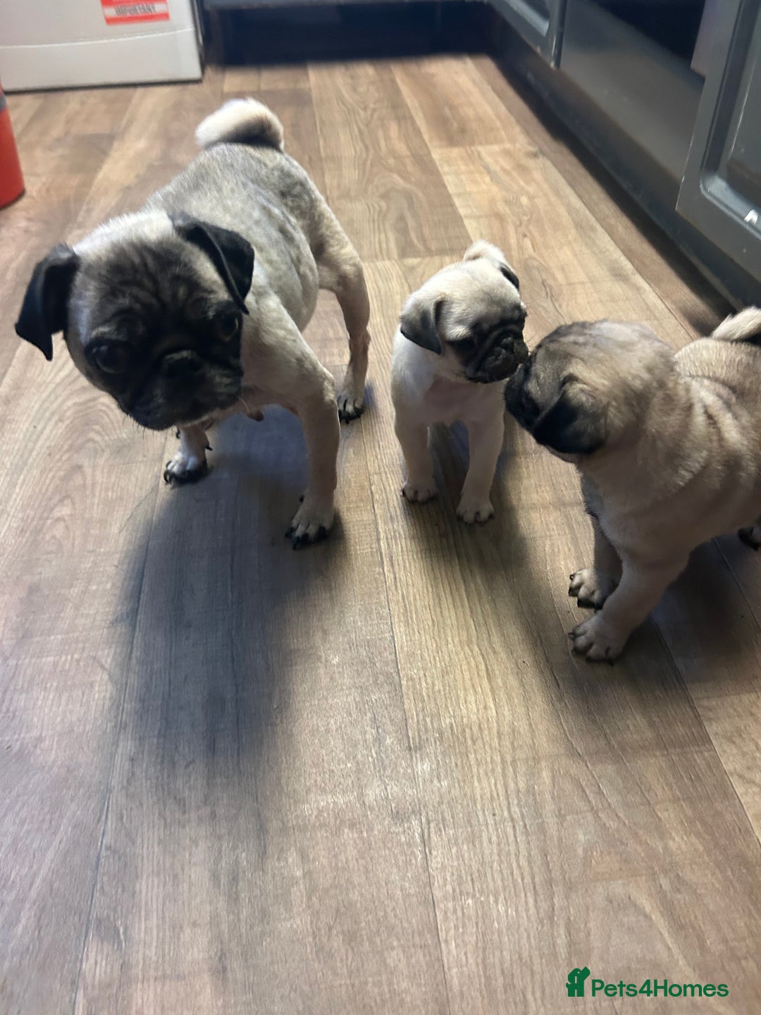 Pug dogs for sale: Amazing big boy pug Albert  - Image 6