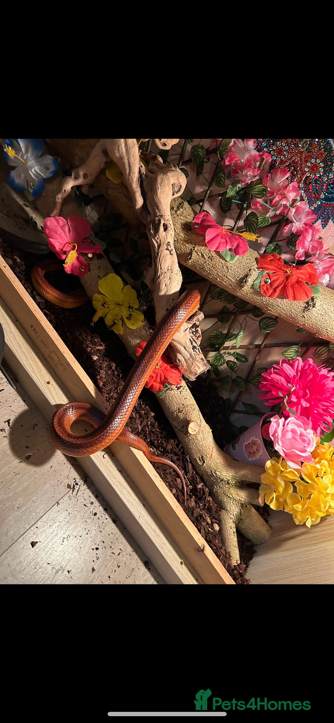 Corn Snake reptiles for sale: Rat snake / corn snake female  - Image 6