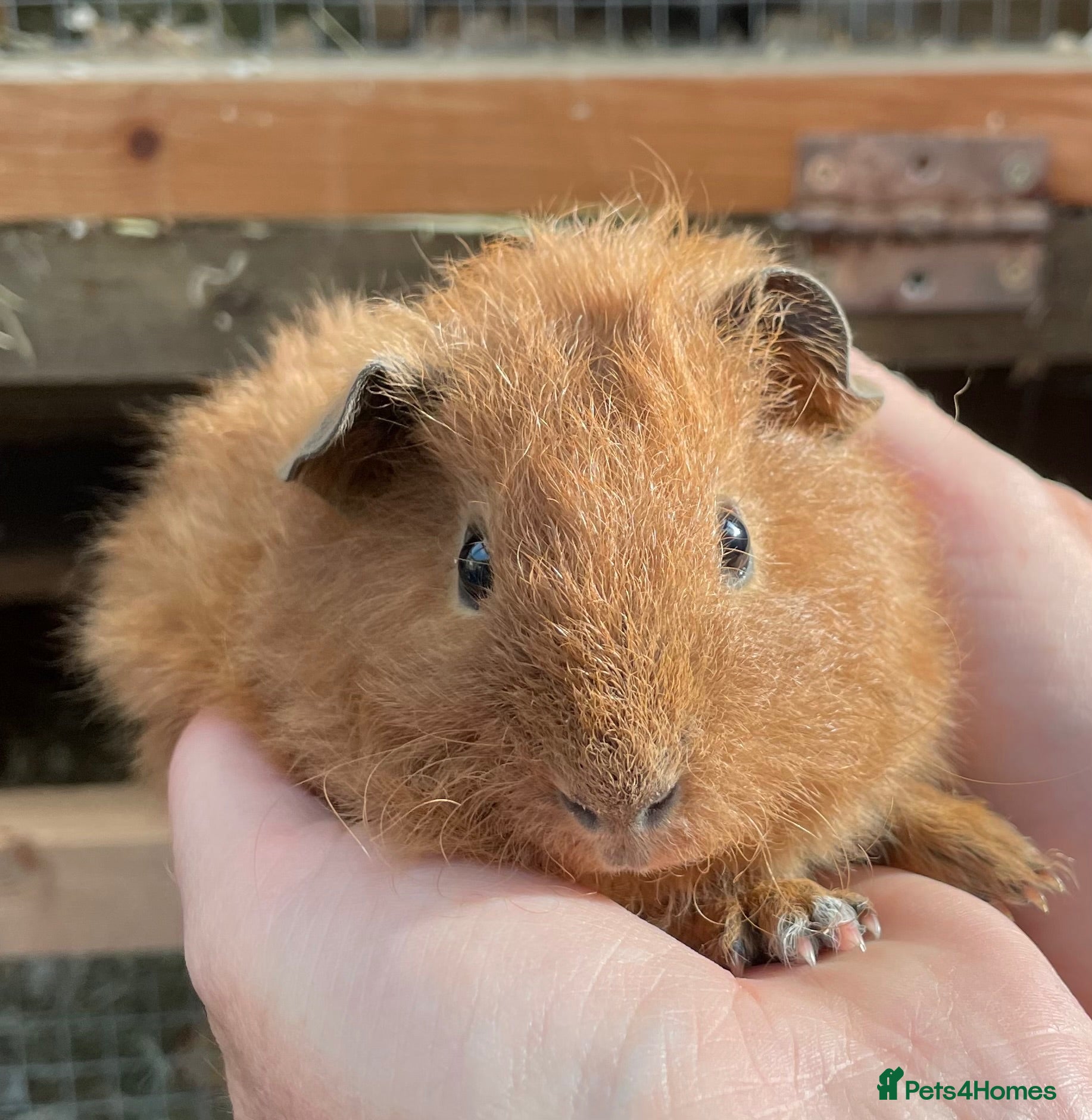 Guinea Pig rodents Lovely baby guinea pig boys - Advert 3