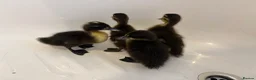 Ducks poultry for sale: Pure mallards  in Aberdare - Advert 5