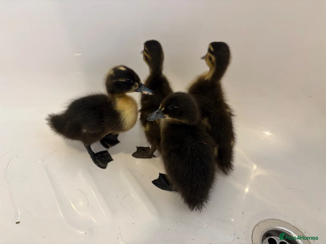 Ducks poultry for sale: Pure mallards  in Aberdare - Advert 5