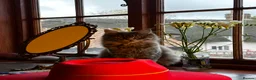 Maine Coon cats for sale: Beautiful and gentle girl looking for loving home - Advert 5