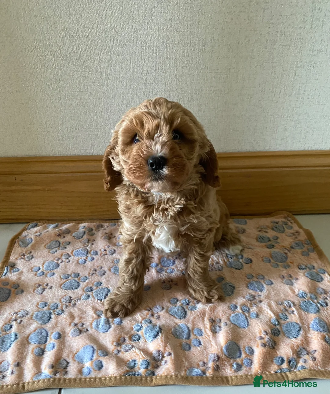 Cavapoo dogs for sale: 🐶💙 1 Boy Remaining F1 Cavapoo 💙🐶 - Advert 1