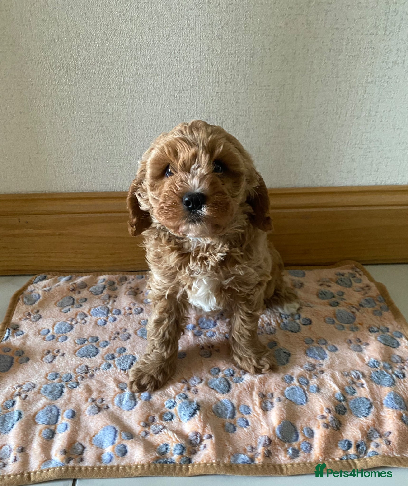 Cavapoo dogs 🐶💙 1 Boy Remaining F1 Cavapoo 💙🐶Ready Now🐶💙 - Advert 1