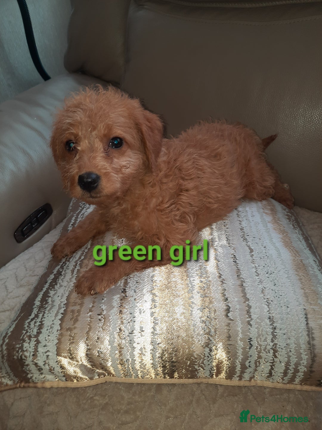 Labradoodle dogs for sale: F1 beautiful labradoodles  - Advert 12