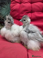 Chickens poultry - Advert 11