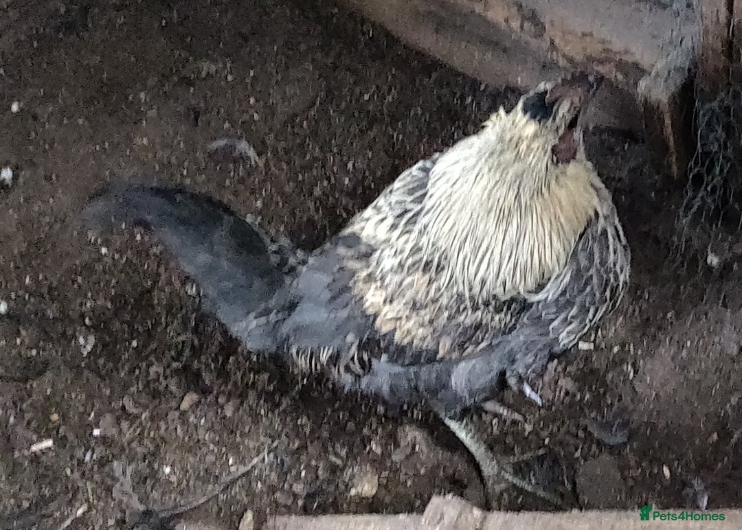 Chickens poultry for sale: Rooster for sale  - Advert 5