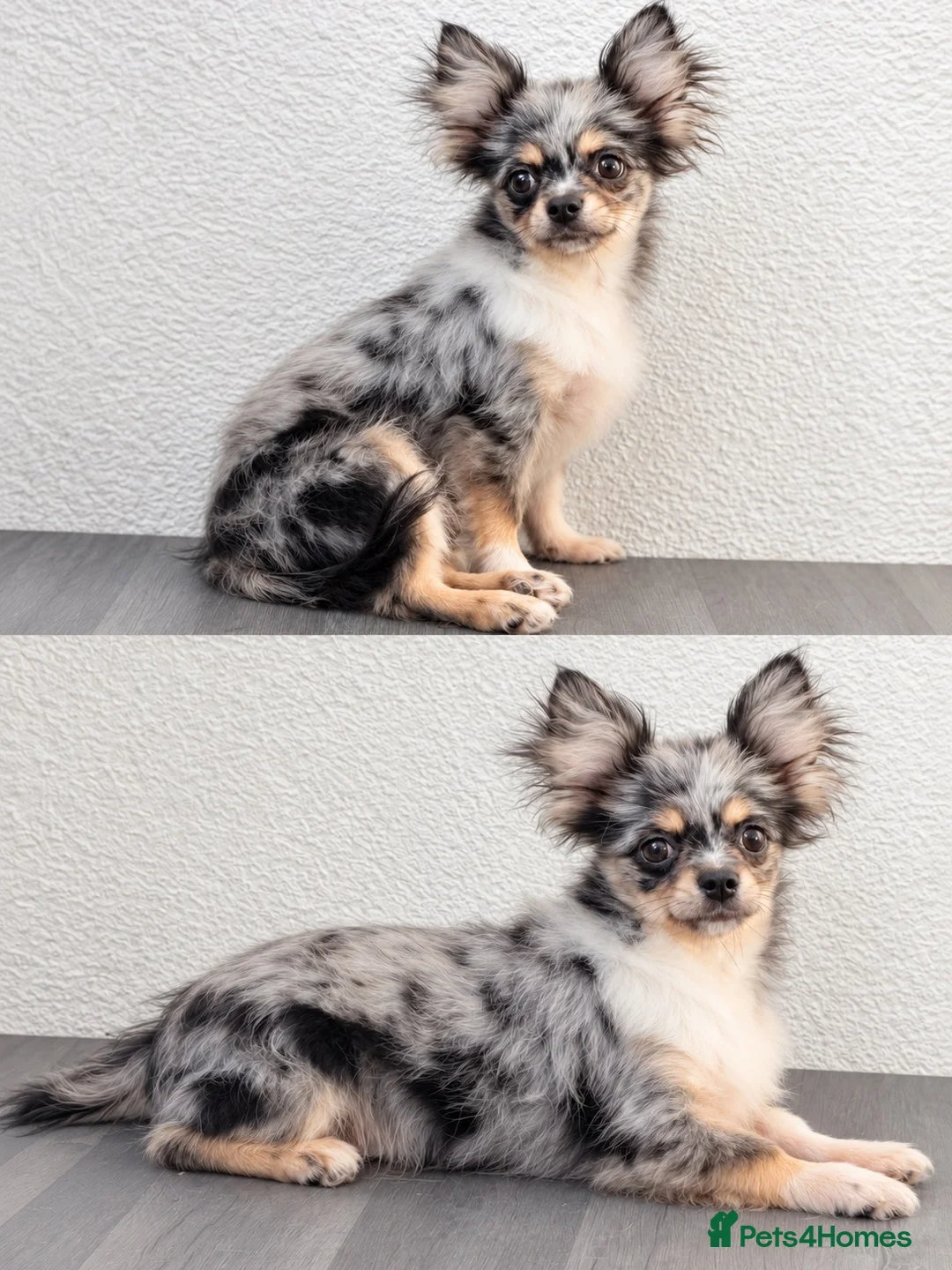 Chihuahua dogs for sale: Merle chihuahua  - Advert 2