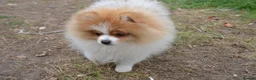 Pomeranian dogs for sale: PACO - Beautiful Pomeranian Boy - Advert 35