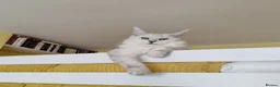 Maine Coon cats for sale: Import, spayed silver shaded girl ❤️ - Advert 11
