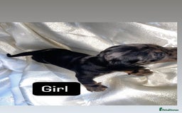 Dachshund dogs for sale: Dapple dachshund puppies for sale  - Image 2