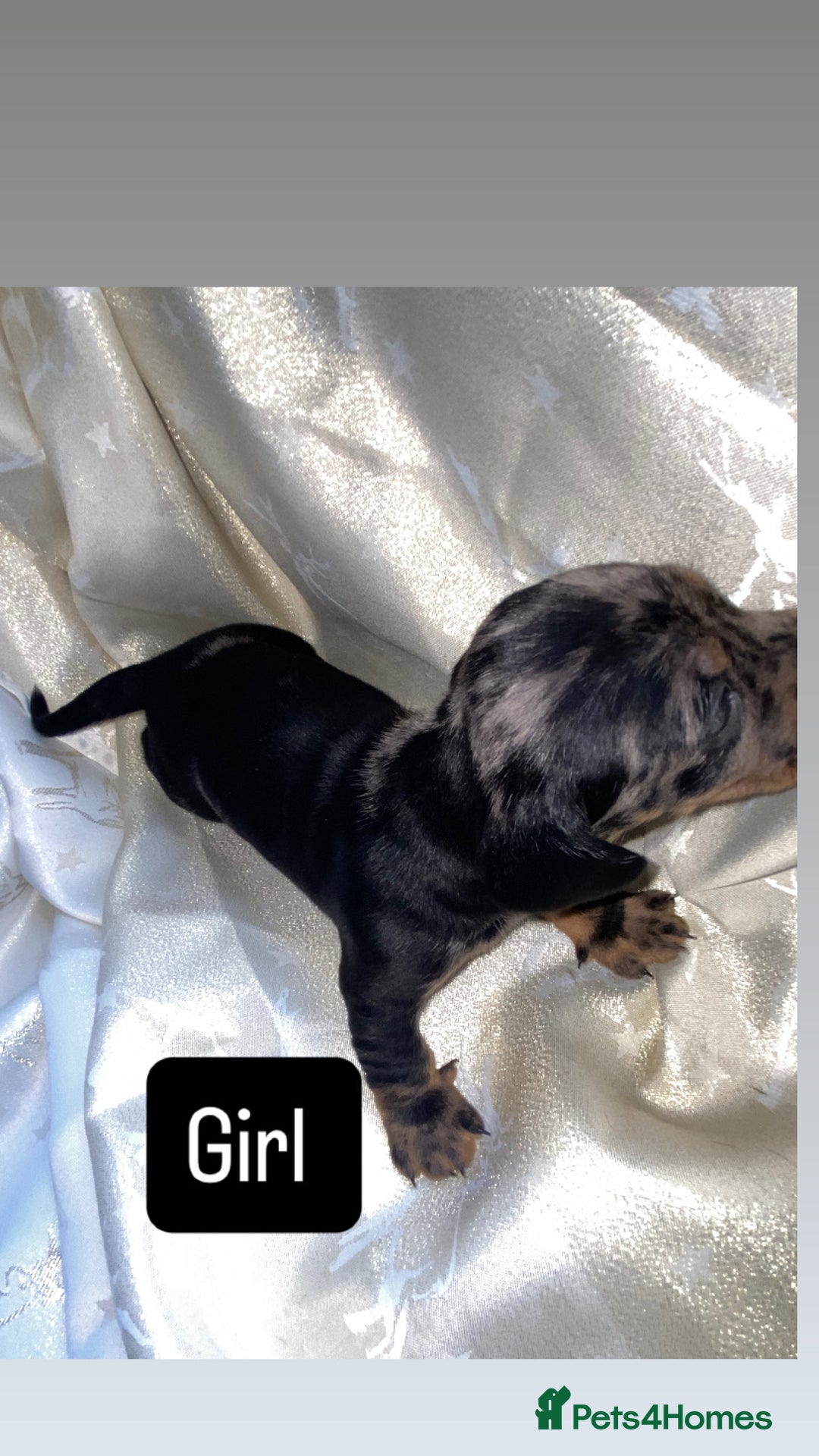 Dachshund dogs for sale: Dapple dachshund puppies for sale  - Image 2