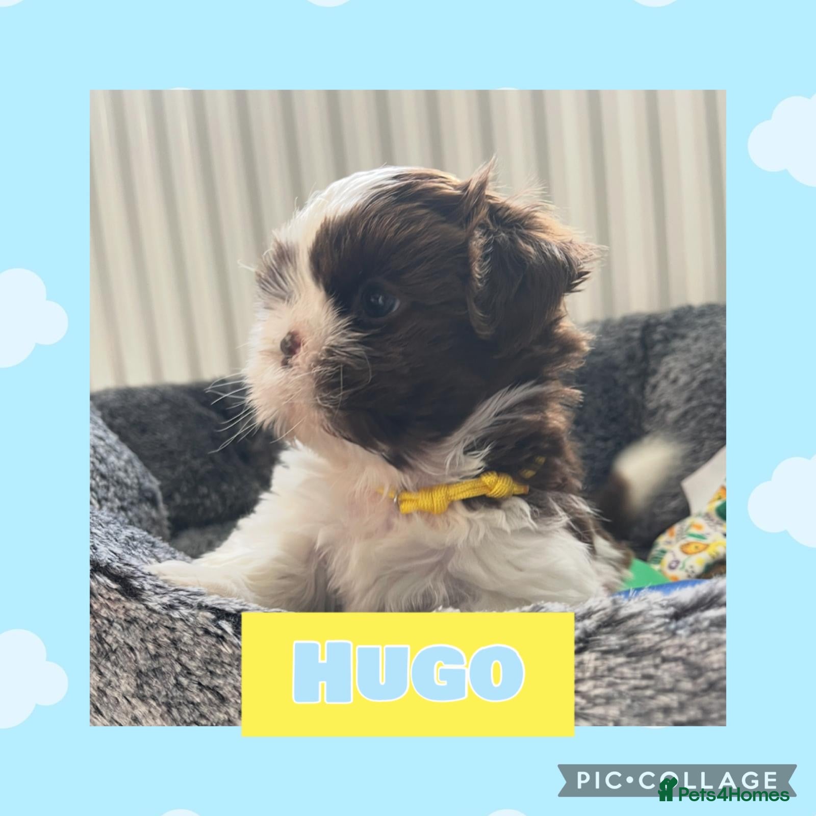 Shih Tzu dogs Imperial shih tzus - Advert 4