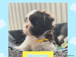 Shih Tzu dogs Imperial shih tzus - Advert 4