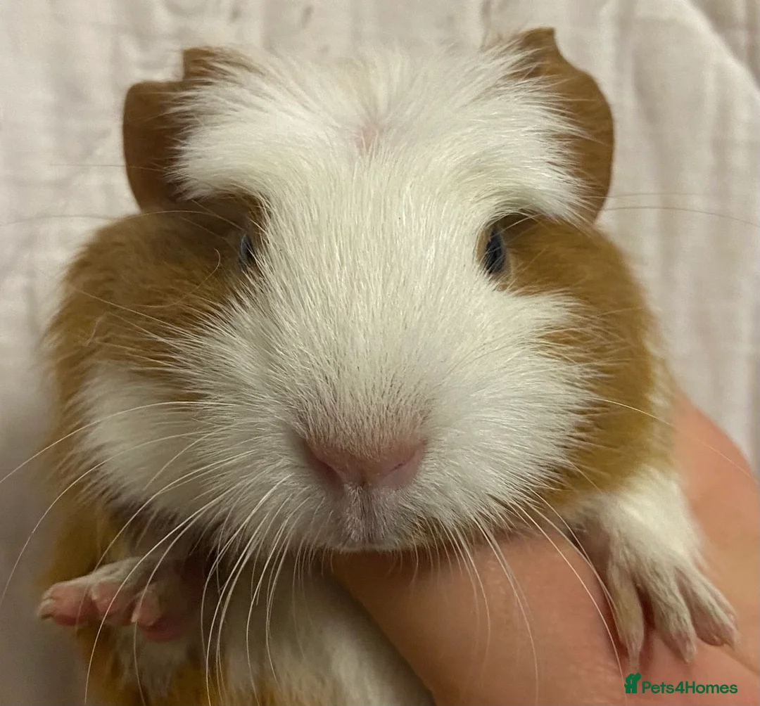 Guinea Pig rodents for sale: Baby Female Guinea Pigs For Sale  - Advert 1
