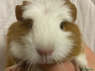 Guinea Pig rodents Baby Female Guinea Pigs For Sale - Advert 1