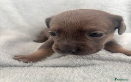 Mixed Breed dogs for sale: Unique mixed breed - Image 26