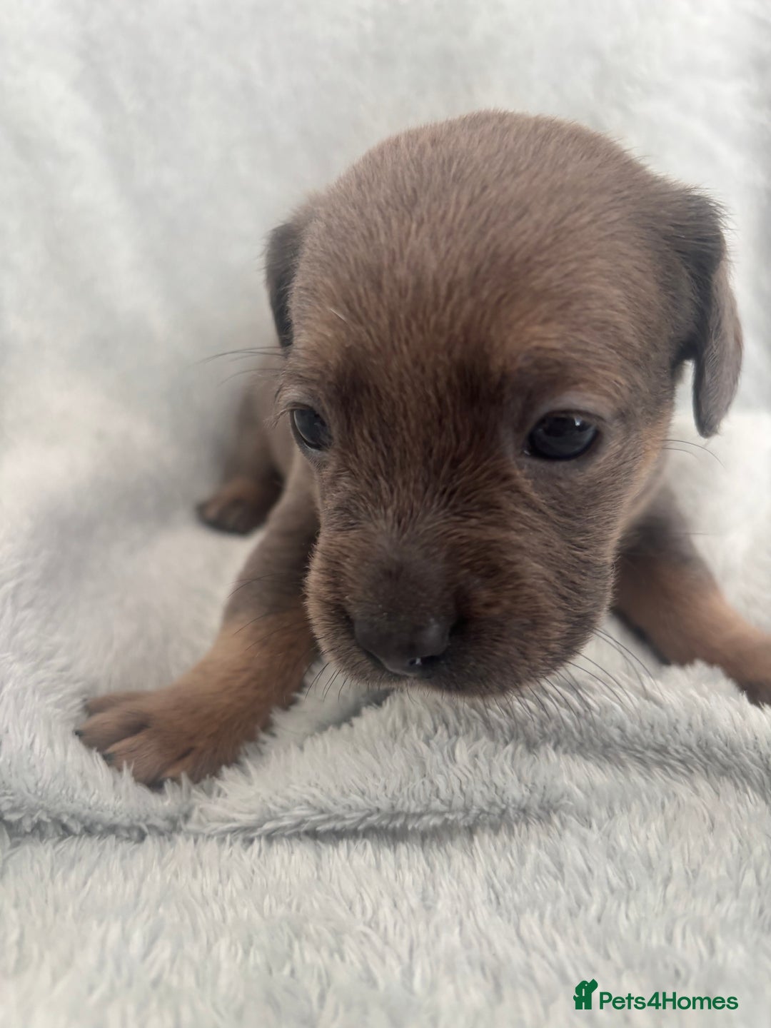 Mixed Breed dogs for sale: Unique mixed breed - Image 26