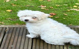 Bichon Frise dogs for sale: Two beautiful Bichon frise pups  - Image 4