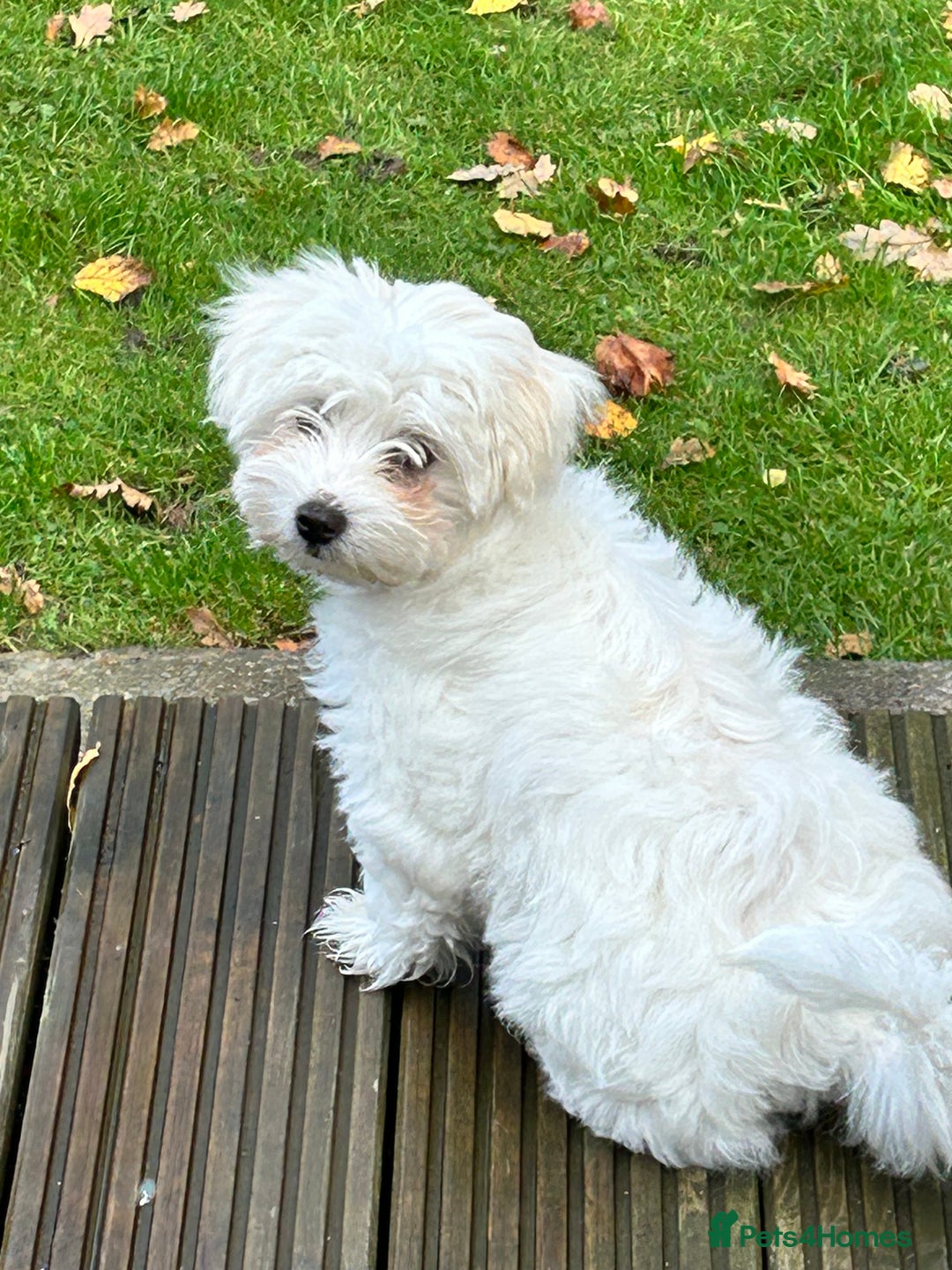 Bichon Frise dogs for sale: Two beautiful Bichon frise pups  - Image 4