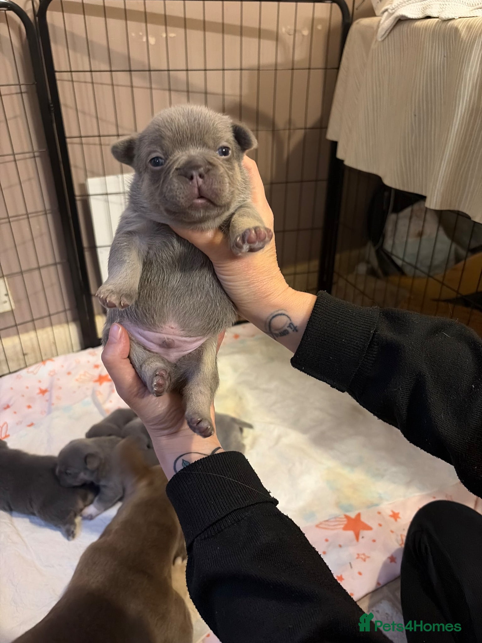 French Bulldog dogs for sale: French bulldog puppies  - Advert 6