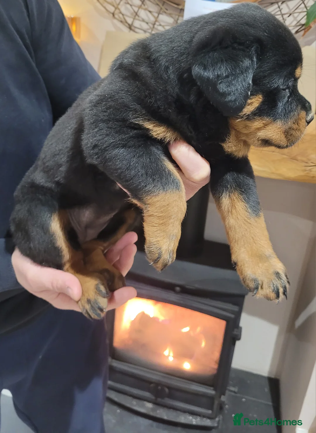 Rottweiler dogs for sale: GIANT ROTTWEILER PUP. PICK OF LITTER FEMALE - Advert 5