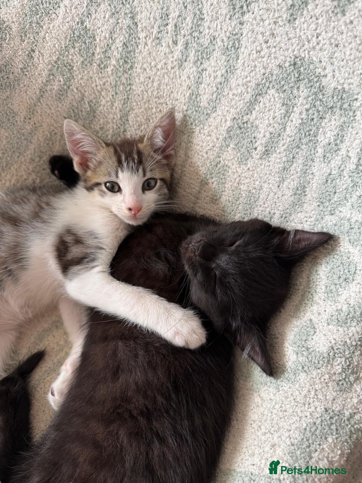 Mixed Breed cats Mixed kittens  - Advert 2