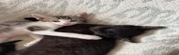 Mixed Breed cats for sale: Mixed kittens  - Advert 2