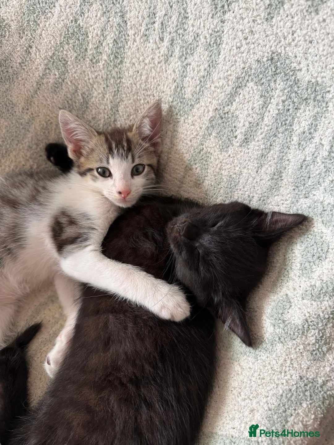 Mixed Breed cats for sale: Mixed kittens  - Advert 2