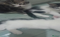 Mixed Breed cats for sale: Kittens ready now - Image 2
