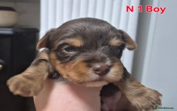 Biewer Terrier dogs for sale: Yorkshire Biewier terrier  - Advert 3