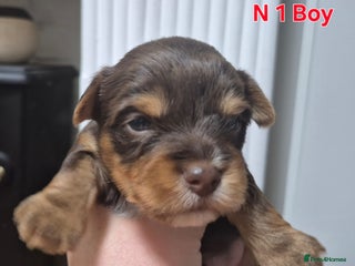 Biewer Terrier dogs Yorkshire Biewier terrier - Advert 5