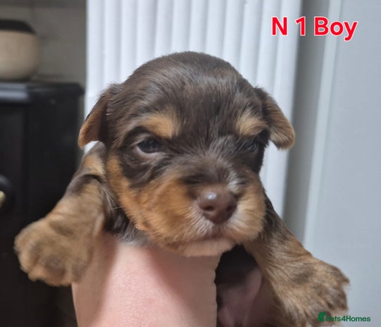 Biewer Terrier dogs Yorkshire Biewier terrier - Advert 5