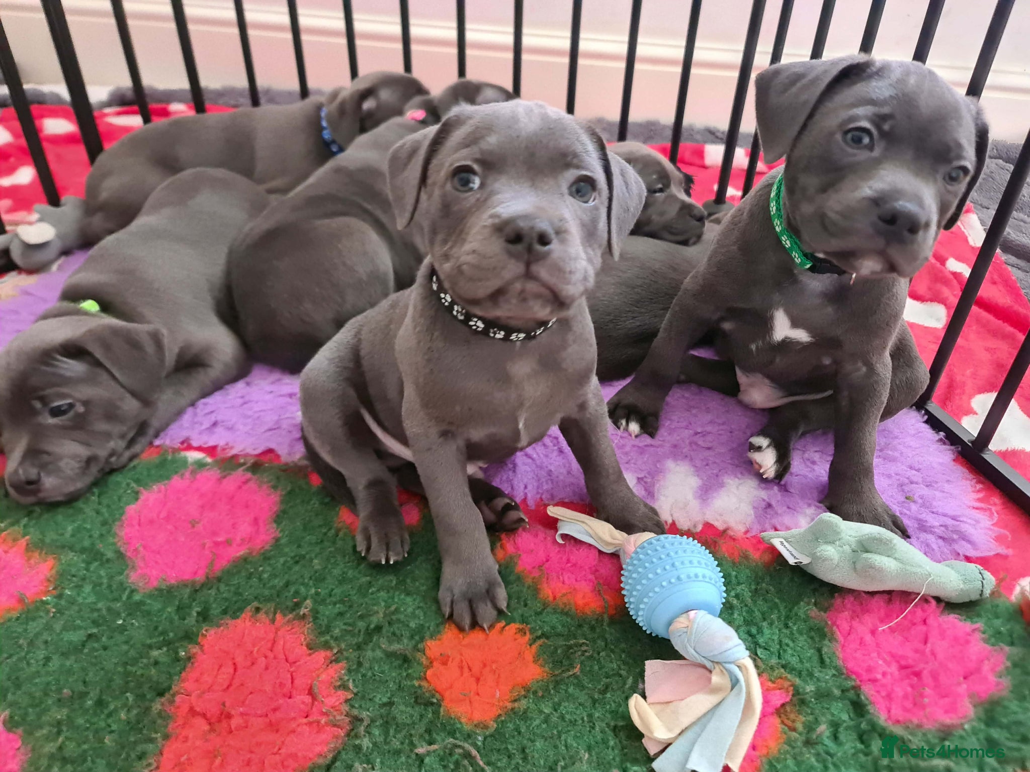 Staffordshire Bull Terrier dogs AVAILABLE!! 1 BOY AND 3 GIRLS. KC REGISTERED  - Advert 1