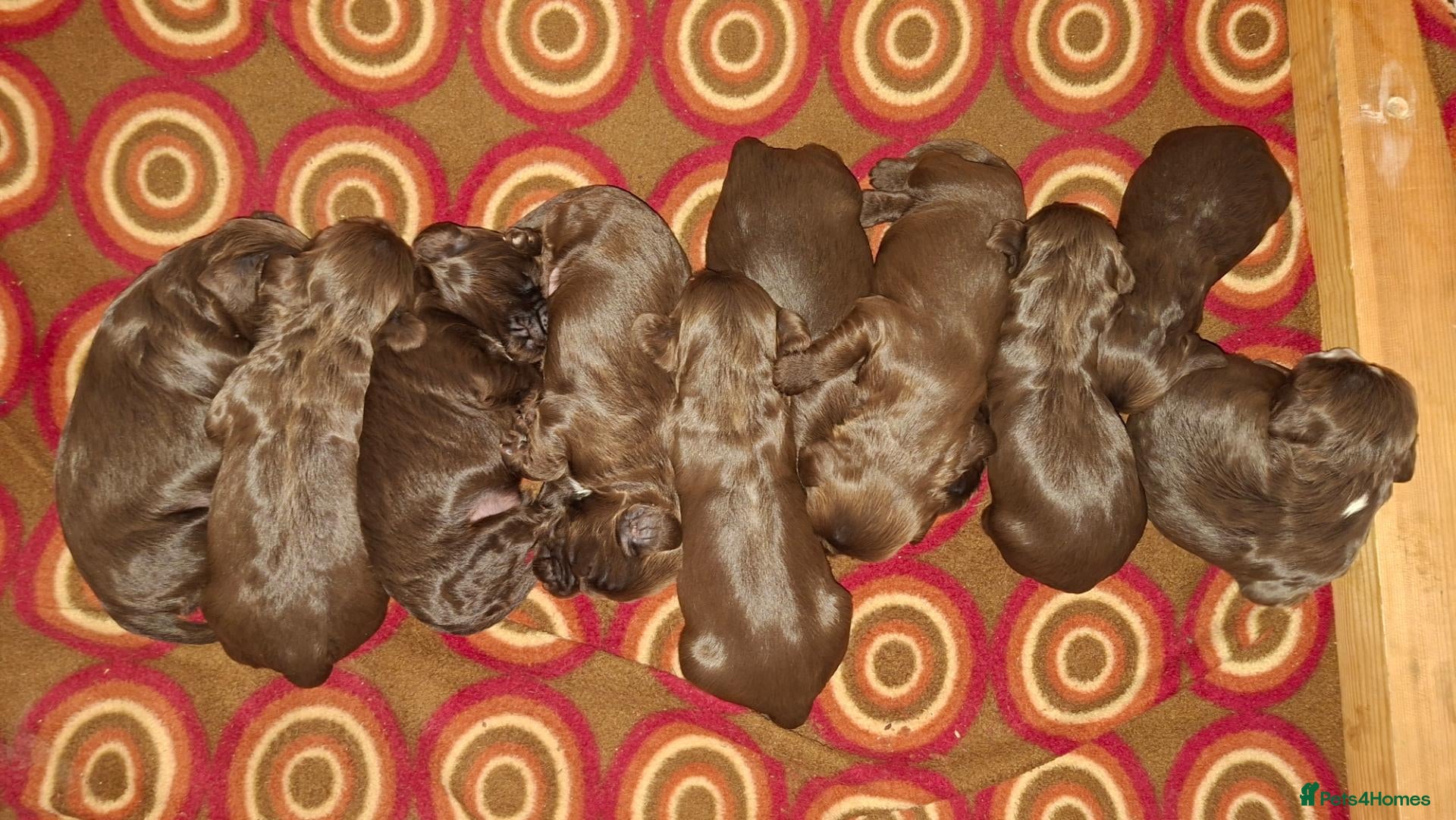 Cocker Spaniel dogs Show Cocker X Working Cocker Puppies For Sale.  - Advert 3