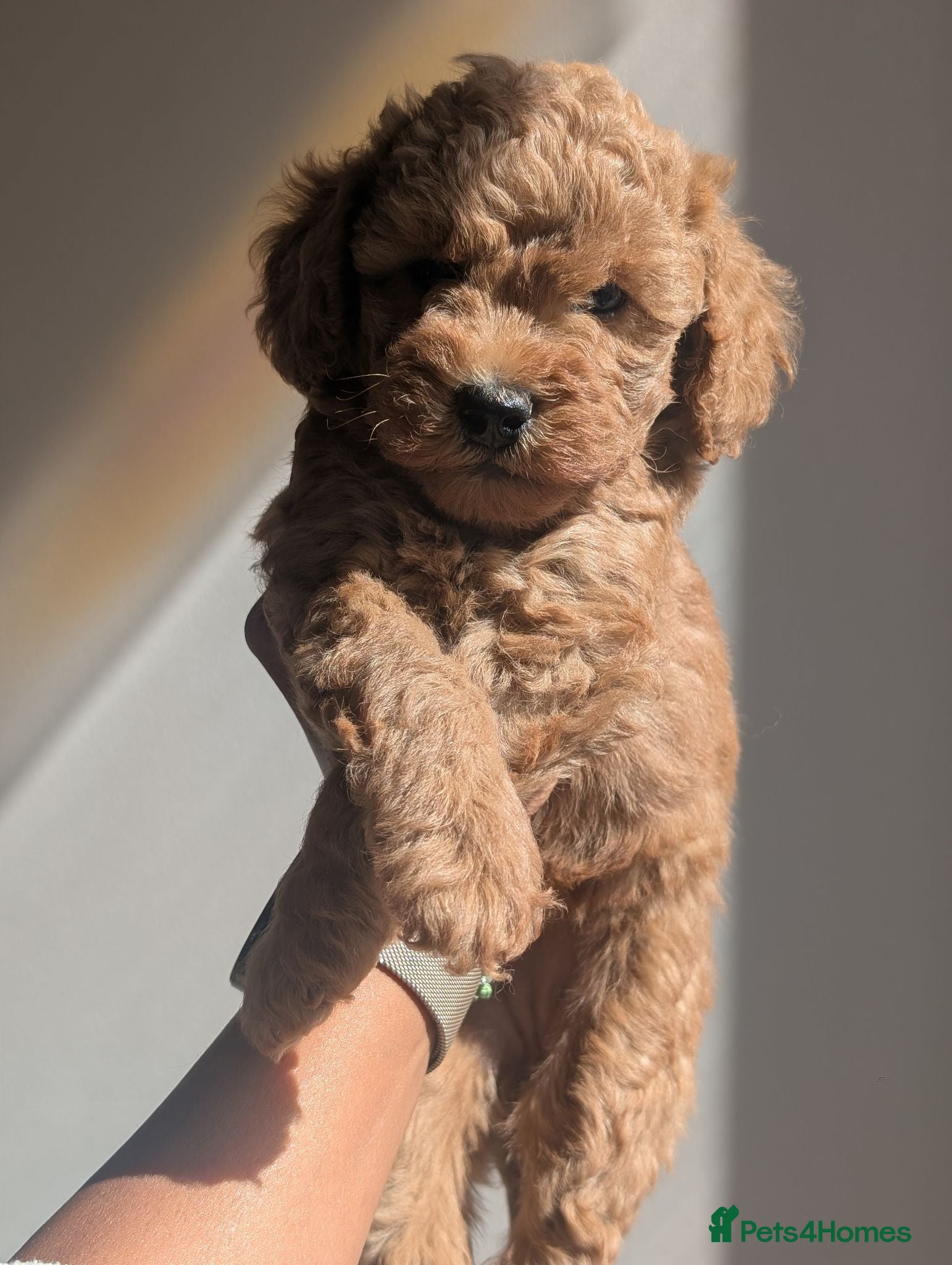 Cockapoo dogs F1BB cockapoo puppies 3 Sabel Boys - Advert 7