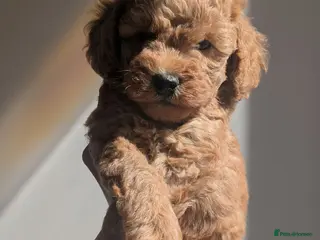 Cockapoo dogs F1BB cockapoo puppies 3 Sabel Boys - Advert 7