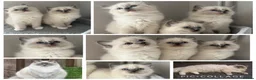 Ragdoll cats for sale: AMAZING PEDIGREE RAGDOLL KITTENS  - Advert 1