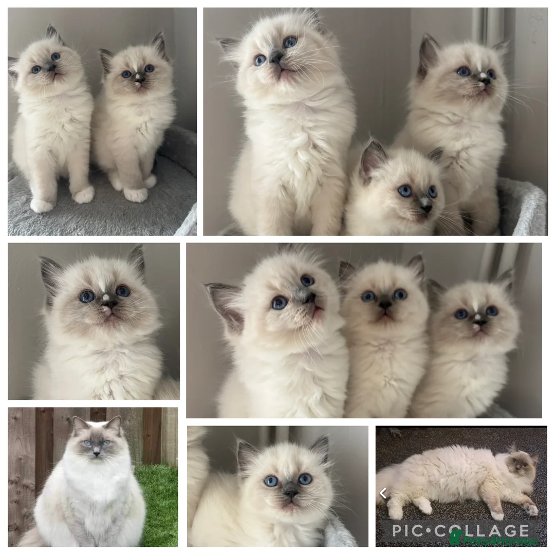 Ragdoll cats for sale: AMAZING PEDIGREE RAGDOLL KITTENS  - Advert 1