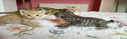 Mixed Breed cats for sale: Ginger & Charcoal Grey X Bengal X kittens  in Bootle - Advert 3