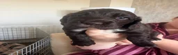 Cocker Spaniel dogs for sale: Cocker Spaniel Puppies in Middlesbrough - Advert 3