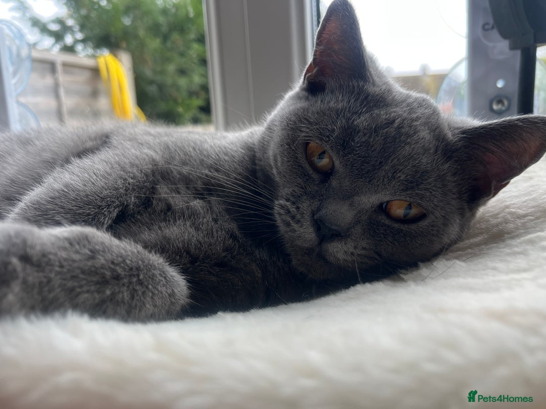 British Shorthair cats for sale: Female British shorthair  - Image 1