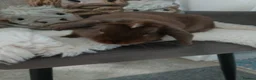 Dwarf Lop rabbits for sale: Absolutely gorgeous chocolate dwarf lop for sale🤎 - Advert 3