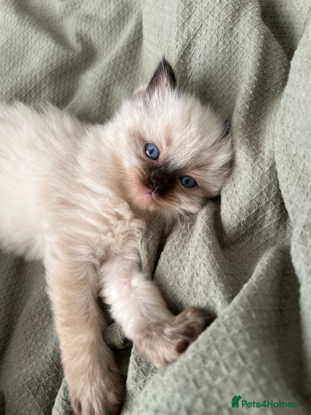 Ragdoll cats for sale: Fluffy Ragdoll Sisters - Advert 1