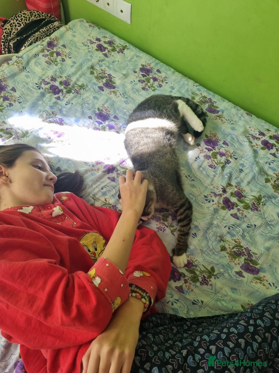 Mixed Breed cats for adoption: TOM a friendly & proud boy who needs a Loving Home - Advert 30