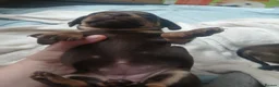 Dachshund dogs for sale: Dachshund cross chihuahua pups - Advert 8