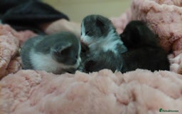 Mixed Breed cats for sale: Beautiful Maine Coon x kittens - Image 5